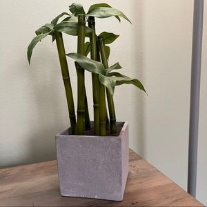Faux Bamboo Plant